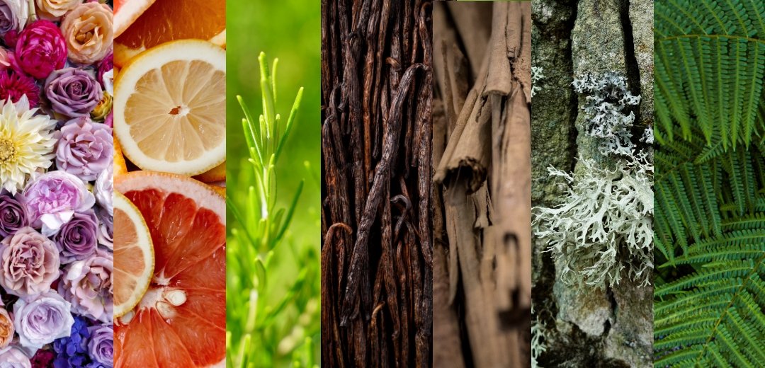 7 familles olfactives parfumerieluxofficiel parfum prix maroc